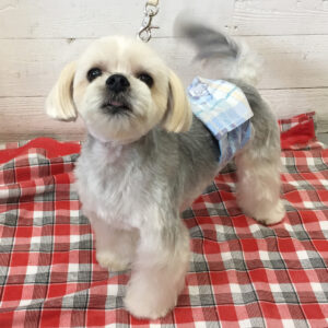 パフちゃん施術後