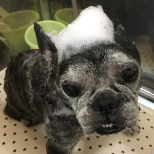 てんちゃんシャンプー中