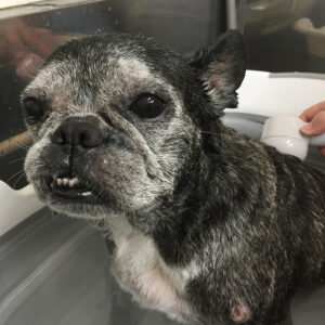 てんちゃんスパ中