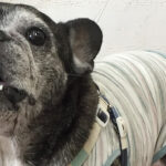 てんちゃんアイキャッチ