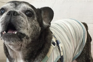 てんちゃんアイキャッチ