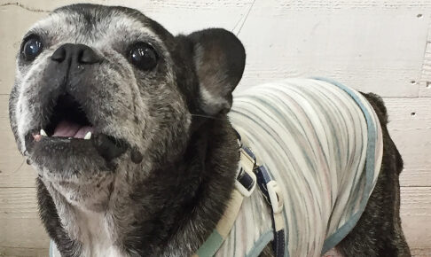 てんちゃんアイキャッチ