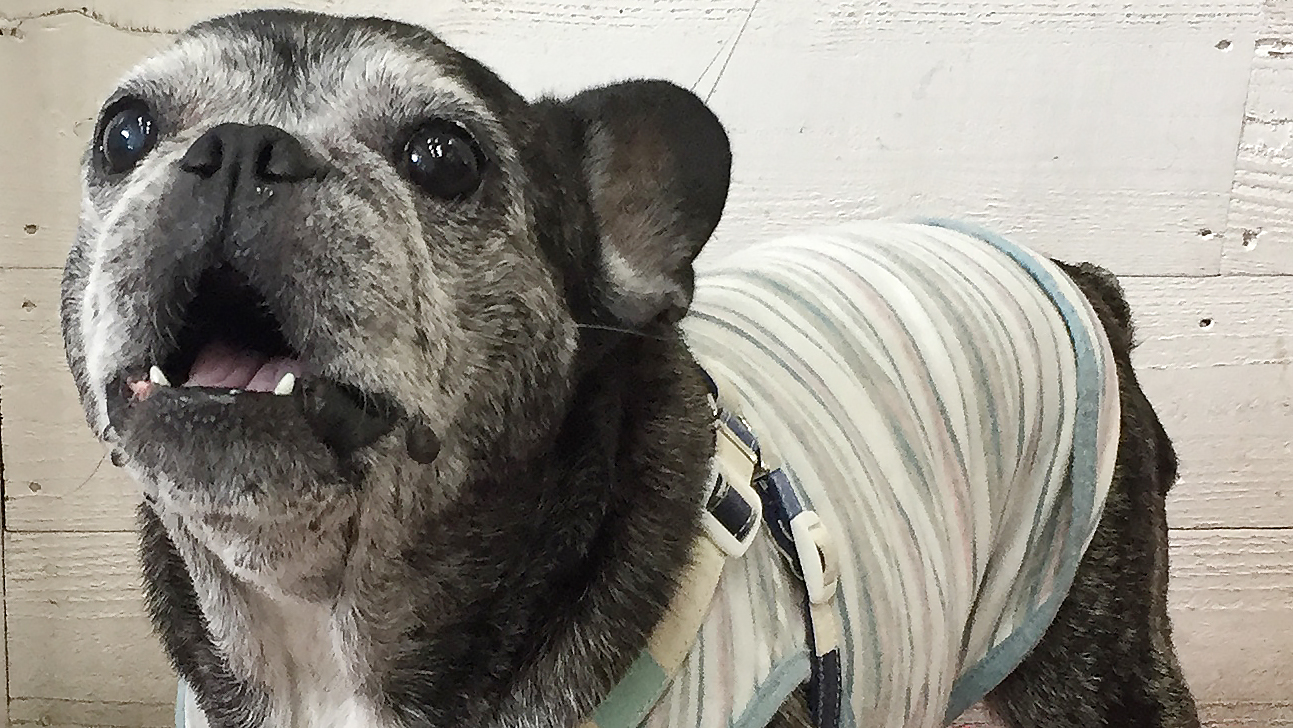 てんちゃんアイキャッチ