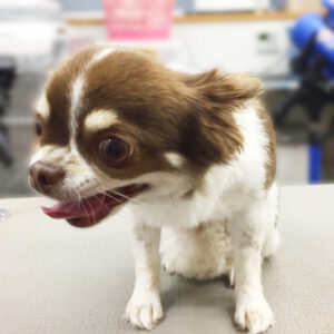 よろしくチワワ