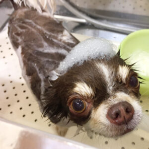 シャンプーチワワ