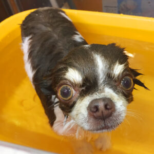 お風呂チワワ