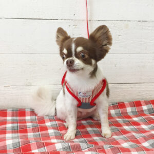 仕上がりチワワ