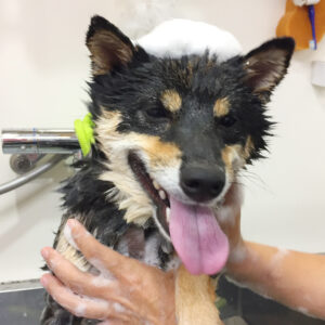 シャンプーしば