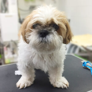 よろしくシーズー