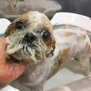 シャンプーシーズー