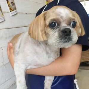 仕上がりシーズー