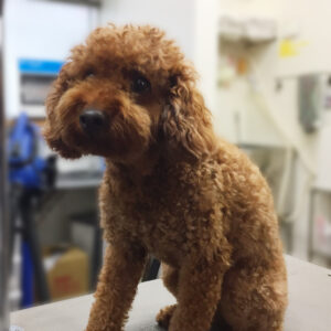 よろしくトイプー