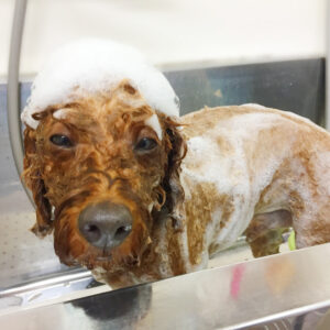 シャンプートイプー