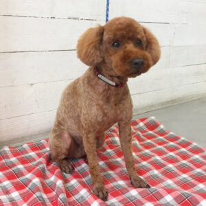 仕上がりトイプー