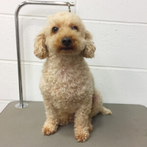 よろしくトイプー