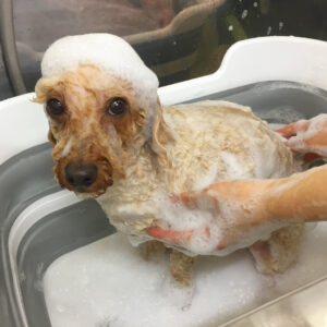 シャンプートイプー