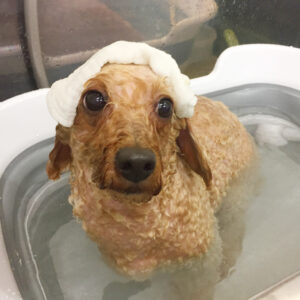 お風呂トイプー