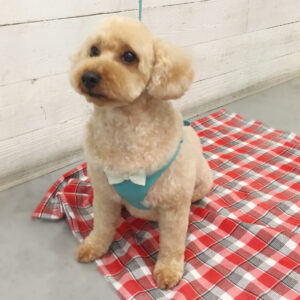 仕上がりトイプー