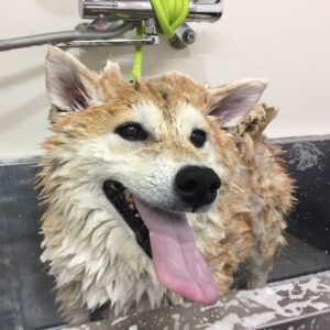 シャンプーしば