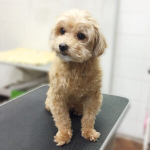 よろしくミックス