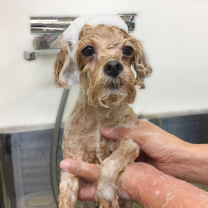 シャンプーミックス