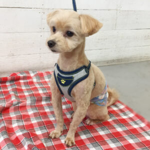 仕上がりミックス