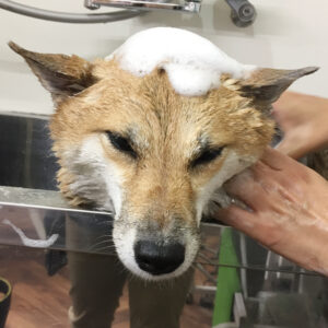 シャンプーしば