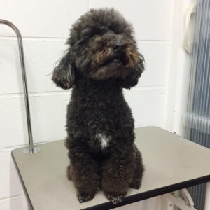 よろしくトイプー