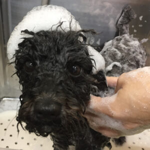 シャンプートイプー