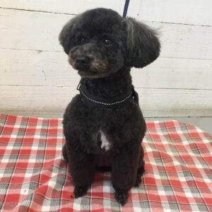 仕上がりトイプー