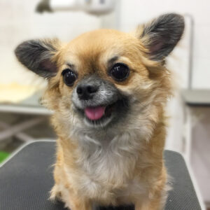 よろしくチワワ