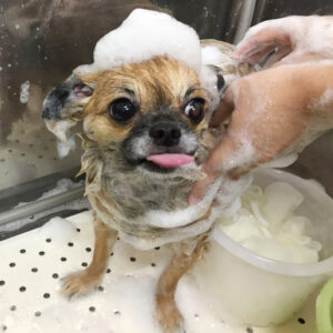 シャンプーチワワ