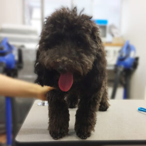 よろしくトイプー