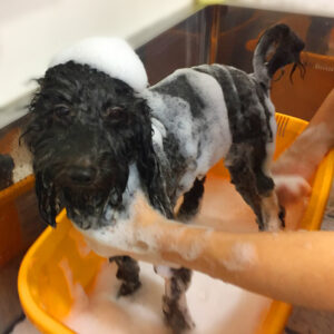 シャンプートイプー