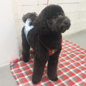 仕上がりトイプー