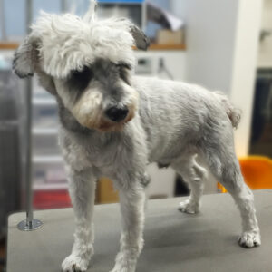 よろしくmシュナ