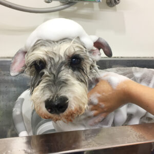 シャンプーmシュナ