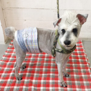 仕上がりMシュナ