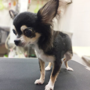 よろしくチワワ