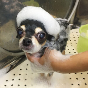 シャンプーチワワ