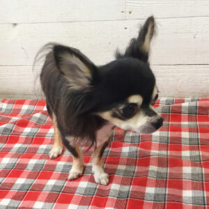 仕上がりチワワ