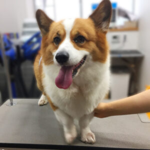 よろしくコーギー