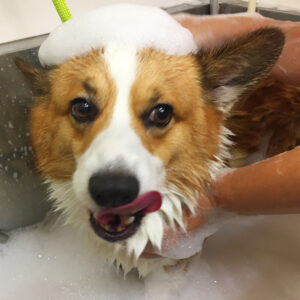シャンプーコーギー