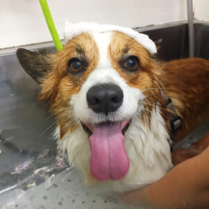 お風呂コーギー