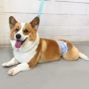 仕上がりコーギー