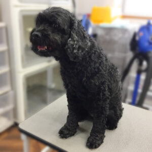 よろしくミックス