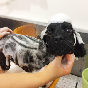 シャンプーミックス