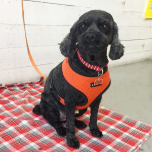 仕上がりミックス