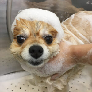 シャンプーポメ