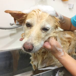 シャンプーミックス